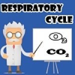   (Respiratory Cycle) ()