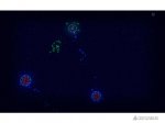 Microcosmum: survival of cells - 2- 