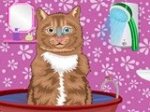 Уход за животными: Примите кота (онлайн)